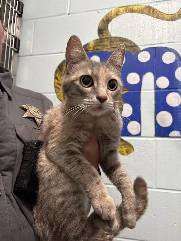 An adult medium-sized female Dilute Tortoiseshell Domestic Short Hair cat named Polly for adoption in Oakdale, CA