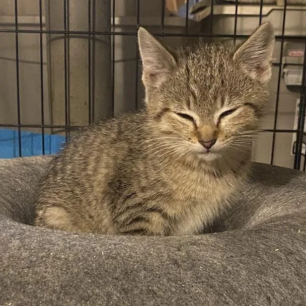 A baby medium-sized male Domestic Short Hair cat named Tiger Baby for adoption in Rochester, NY