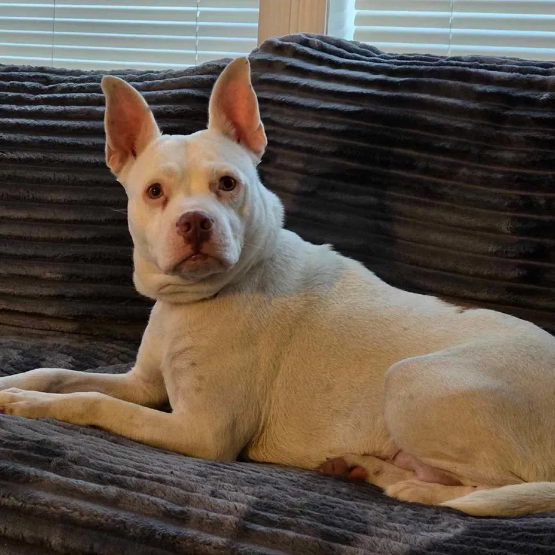 An adult medium-sized female White / Cream Mixed Breed dog named Rosa FKA Blanca for adoption in Vassalboro, ME