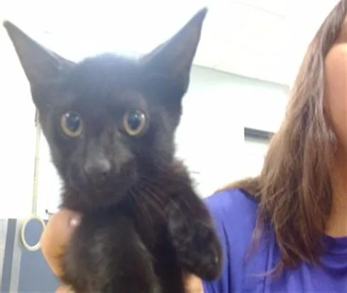 A baby small-sized male Domestic Short Hair cat named Milo for adoption in Miami, FL