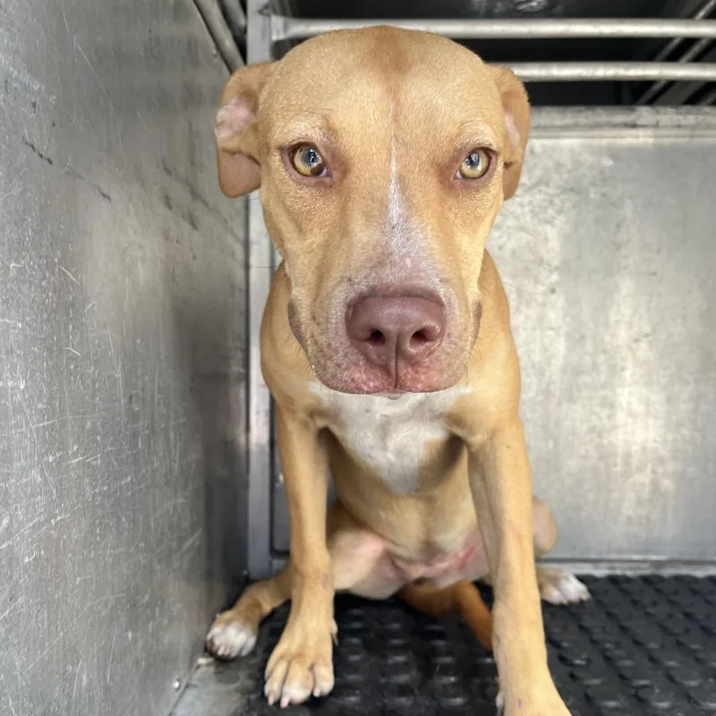 A young medium-sized female Brown / Chocolate Pit Bull Terrier dog named Willa for adoption in Edinburg, TX