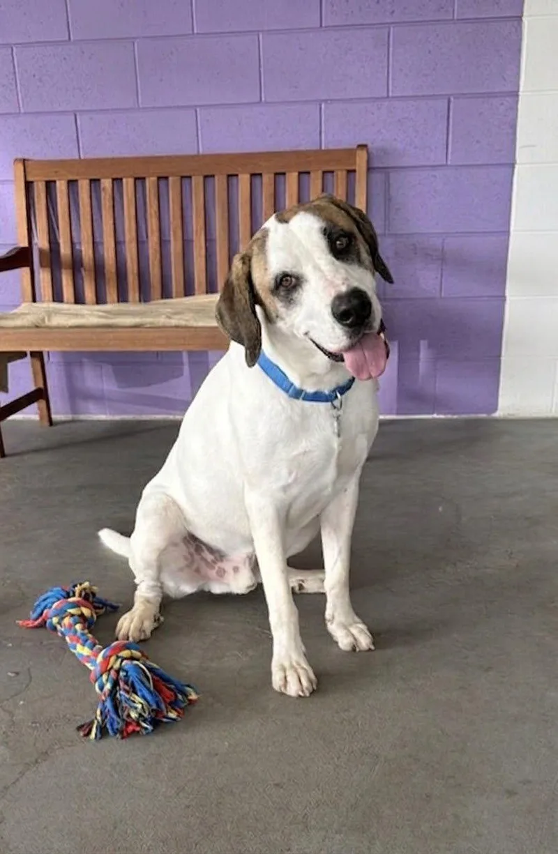 A young large-sized male Great Dane dog named Weston for adoption in North Prairie, WI