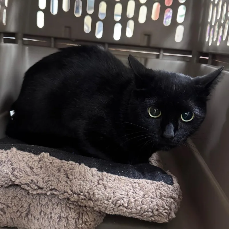 An adult large-sized male Black Domestic Short Hair cat named Flaco for adoption in Winston-Salem, NC