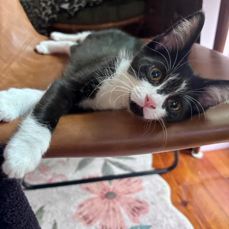 A baby small-sized male Black Domestic Medium Hair cat named Mofongo Wink for adoption in Eaton Rapids, MI