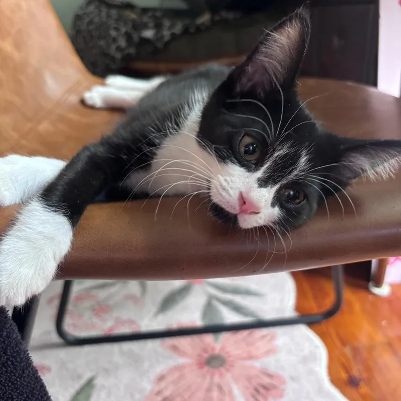 Mofongo Wink thumbnail 2