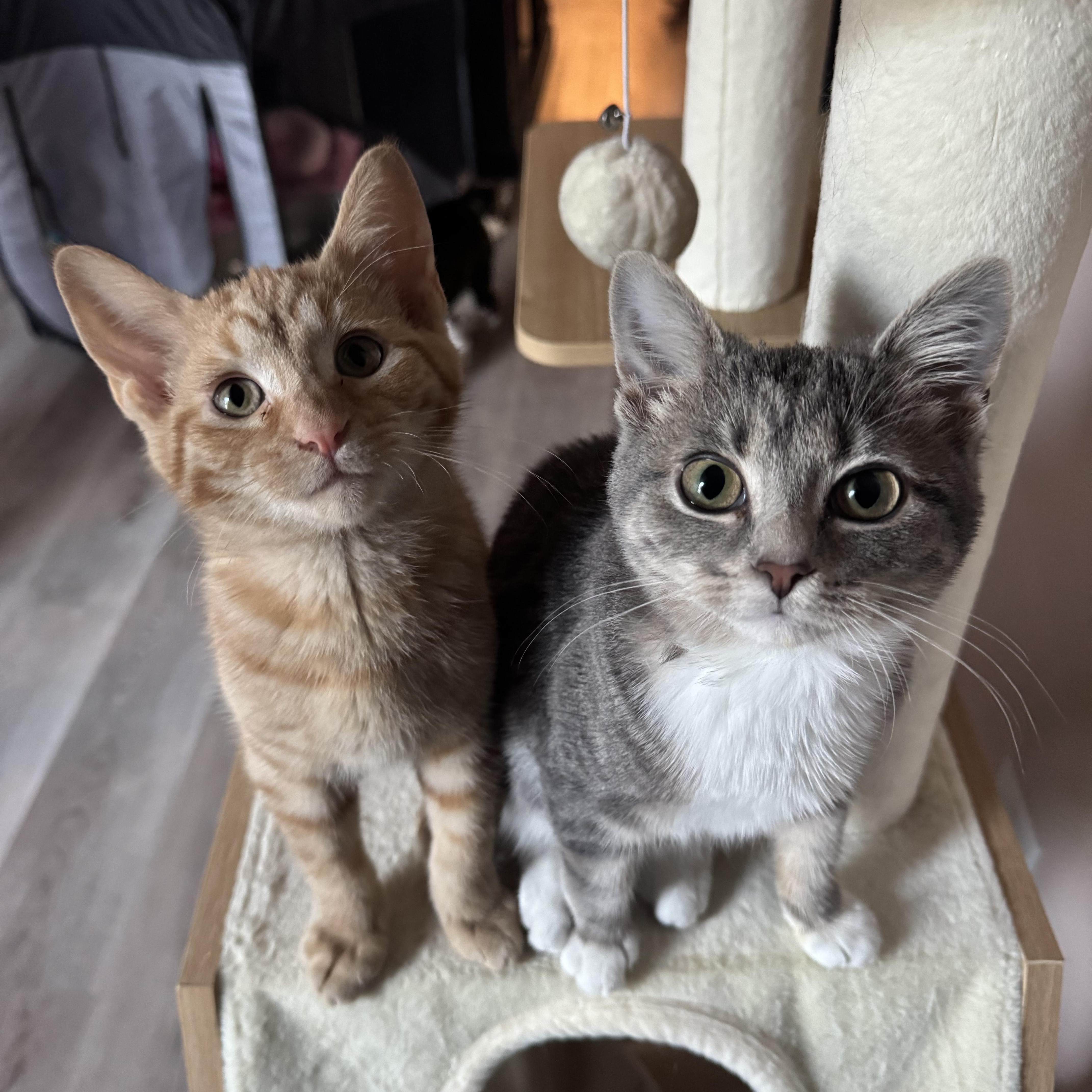 A baby medium-sized female Tabby (Gray / Blue / Silver) Domestic Short Hair cat named Sally for adoption in Mokena, IL