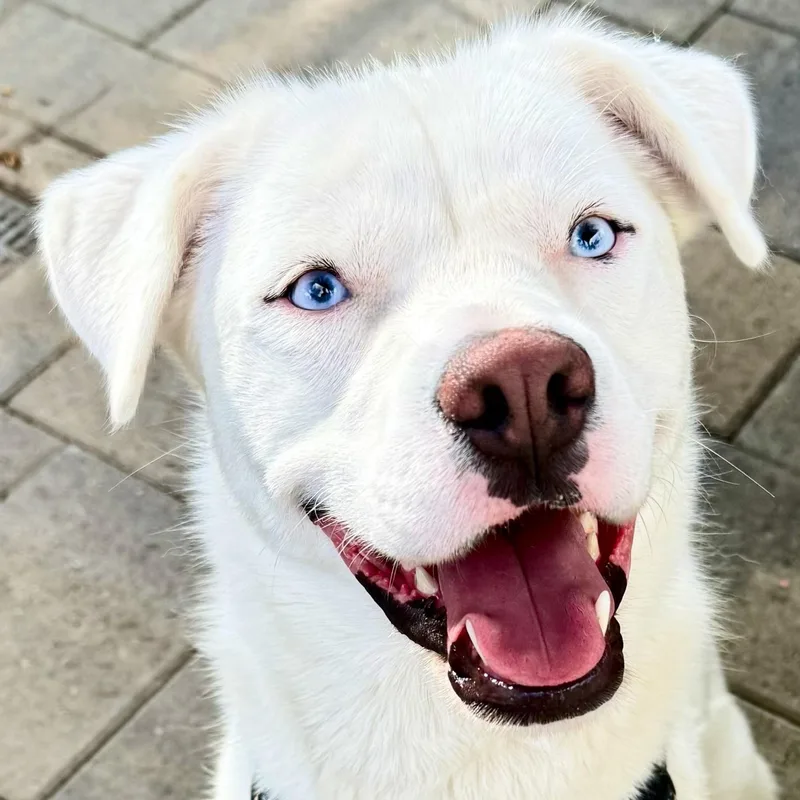 A young medium-sized female Labrador Retriever dog named Minnie Lee for adoption in La Mesa, CA