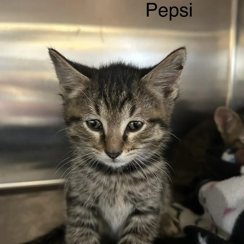 Pepsi