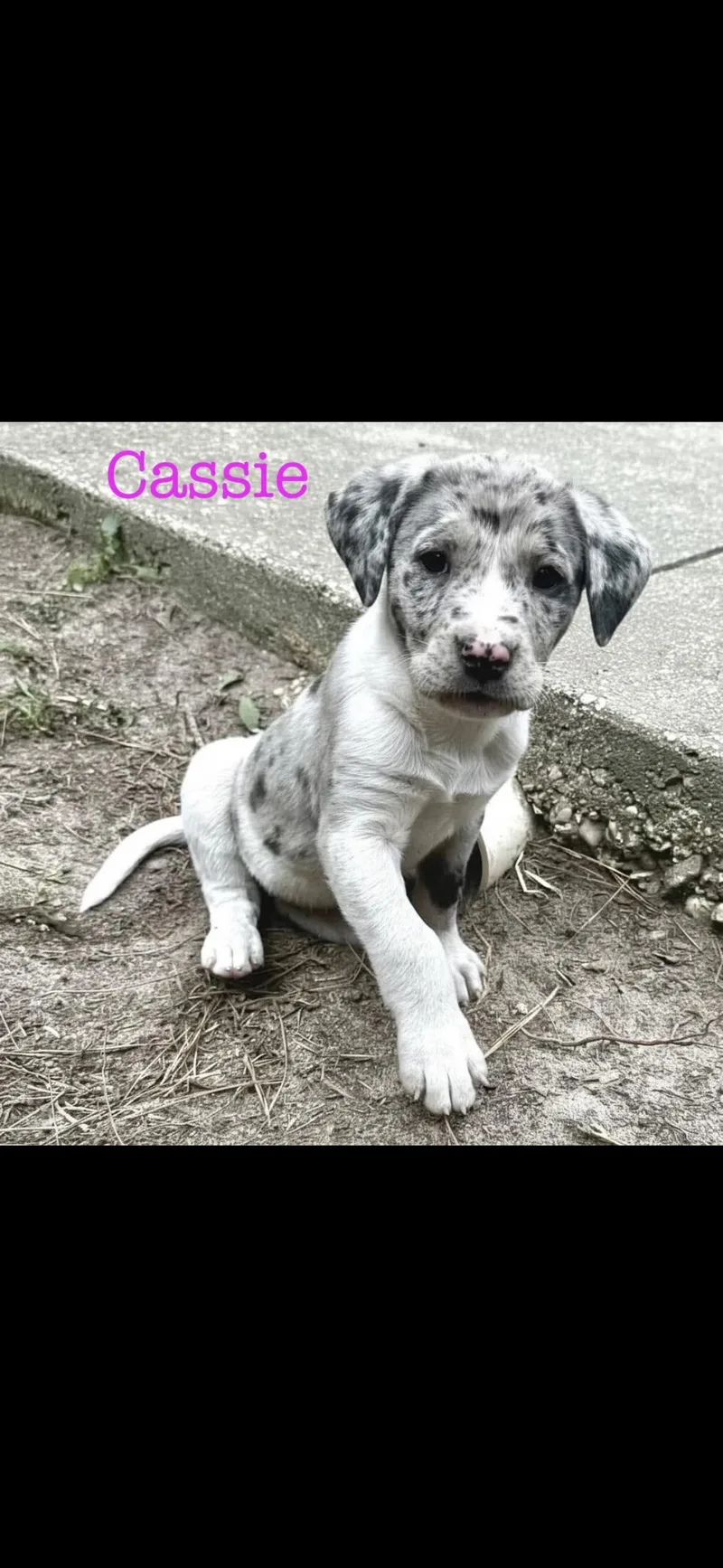 A baby medium-sized female Catahoula Leopard Dog dog named Cassie for adoption in seaside heights, NJ