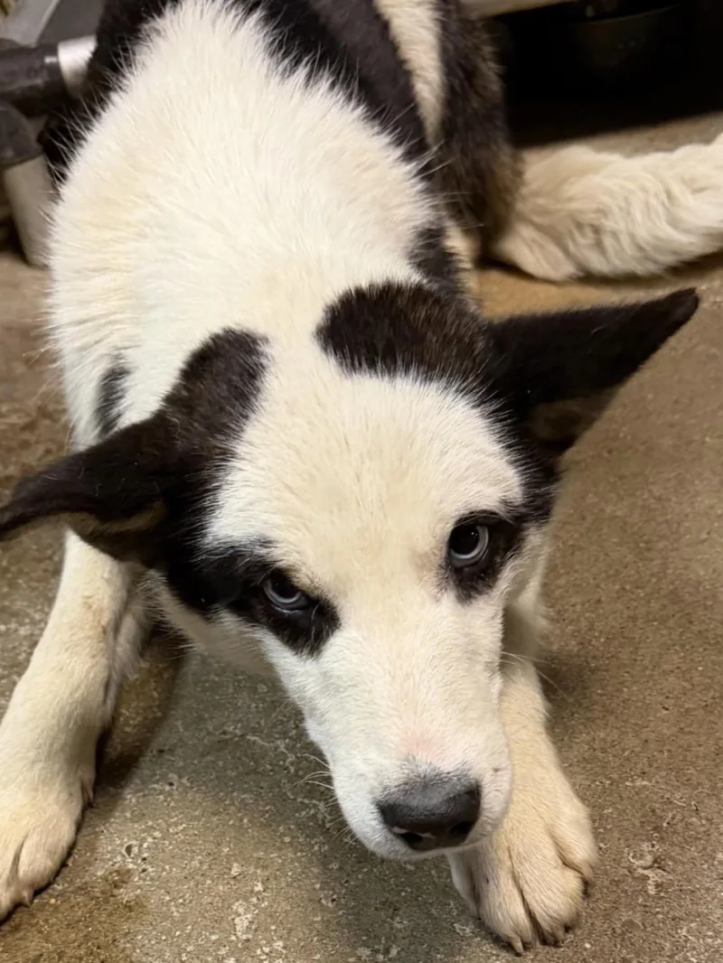 A young medium-sized male Black Husky dog named Bandit Hold for adoption in Canton, OH