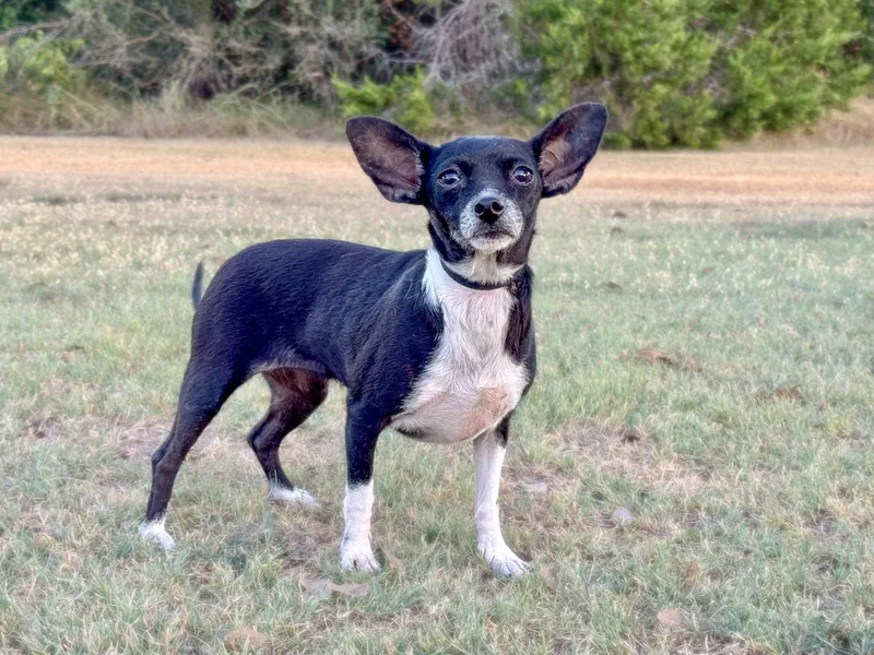 An adult small-sized female Chihuahua dog named Hailey for adoption in Helotes, TX