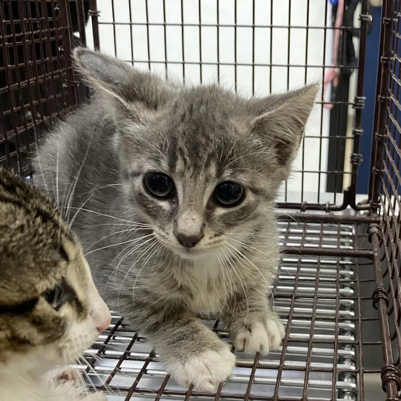A baby small-sized female Gray / Blue / Silver Domestic Short Hair cat named Kirk for adoption in Galveston, TX