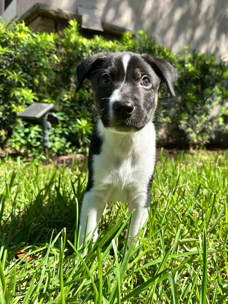 A baby medium-sized male Pit Bull Terrier dog named Spark for adoption in Sunrise, FL