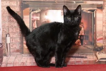 An adult small-sized female Domestic Short Hair cat named Charcoal FKA Elphaba for adoption in West Chester, PA
