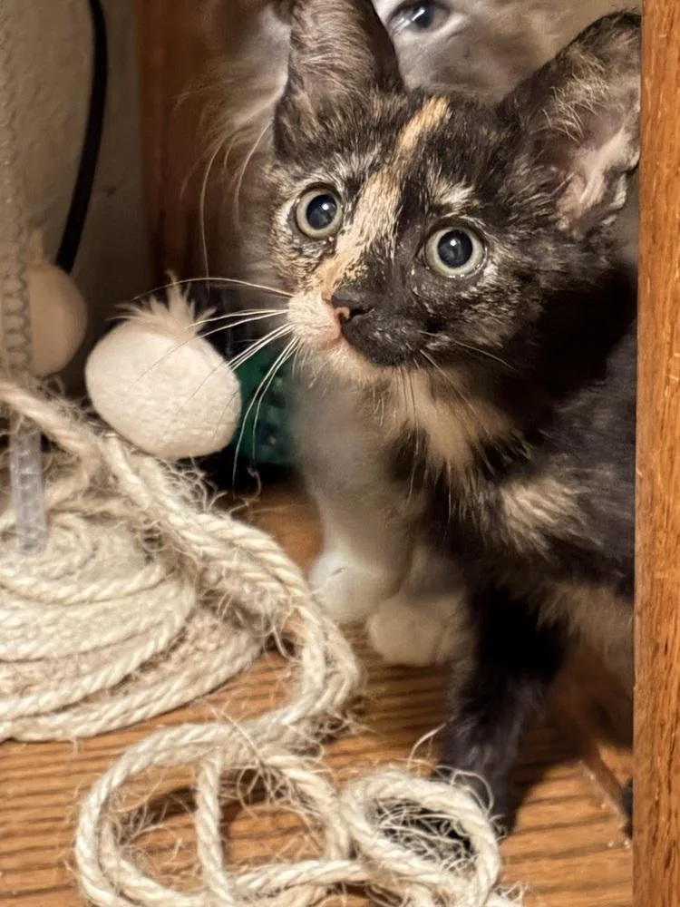 A baby small-sized female Tortoiseshell Domestic Short Hair cat named Kushina for adoption in Oakdale, CA