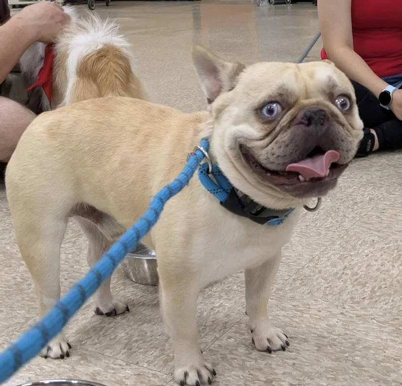 An adult medium-sized male Yellow / Tan / Blond / Fawn French Bulldog dog named Dex for adoption in Waldorf, MD