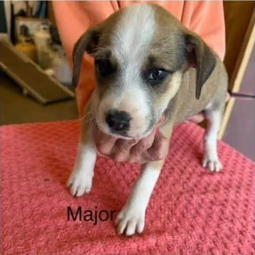A baby medium-sized male Brown / Chocolate Mixed Breed dog named Major for adoption in Alexandria, VA