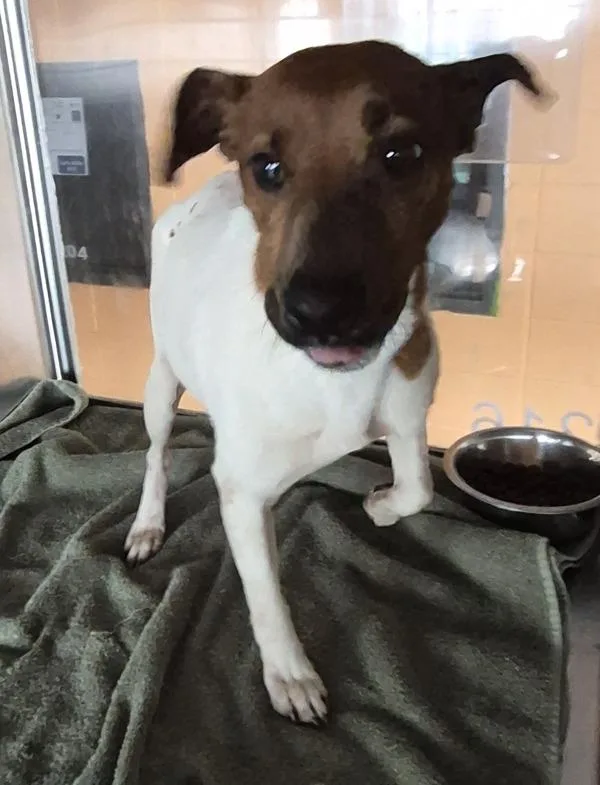 An adult small-sized male Jack Russell Terrier dog named Pen Alfie for adoption in Lawrenceville, GA
