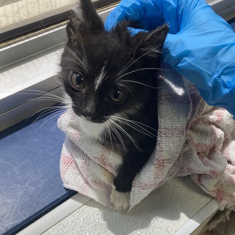 A baby small-sized male Black Domestic Short Hair cat named Lil Bear for adoption in Galveston, TX