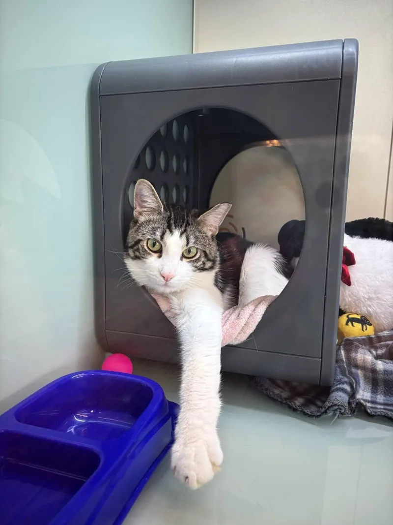 An adult medium-sized male White Domestic Short Hair cat named Zane for adoption in Joliet, IL