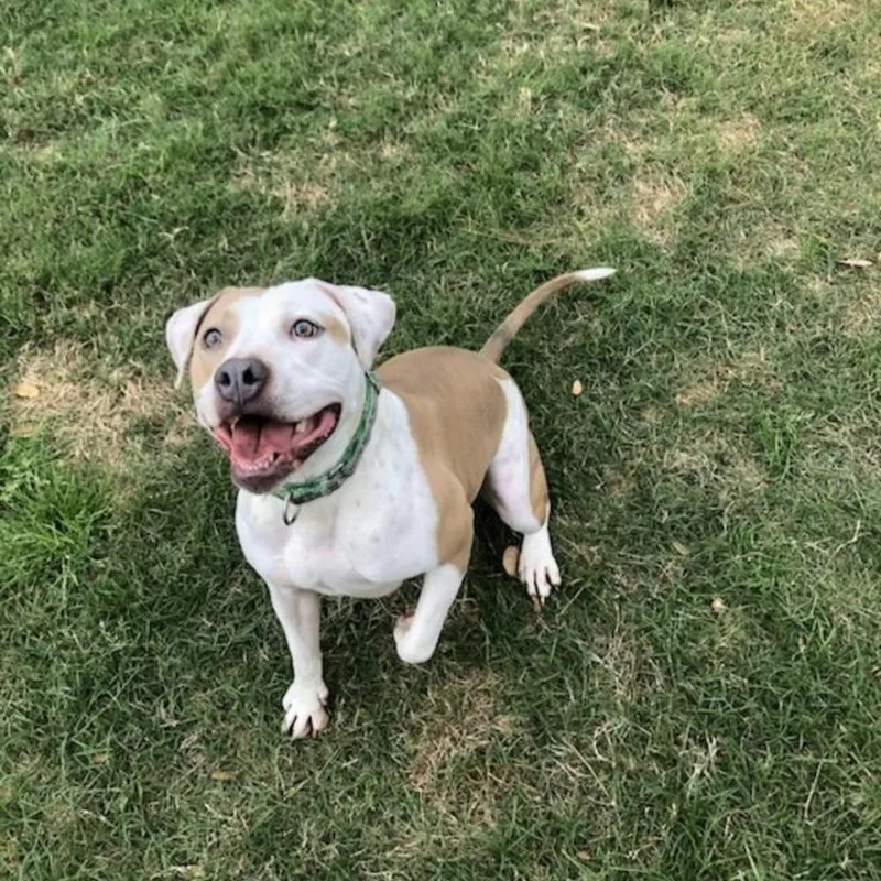 A young large-sized female Boxer dog named Bella for adoption in Richmond, TX