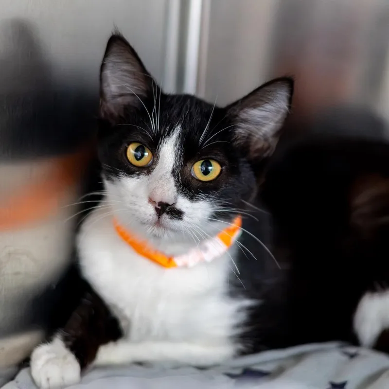 A baby small-sized female Black Domestic Short Hair cat named Jasmine for adoption in Wilmington, DE