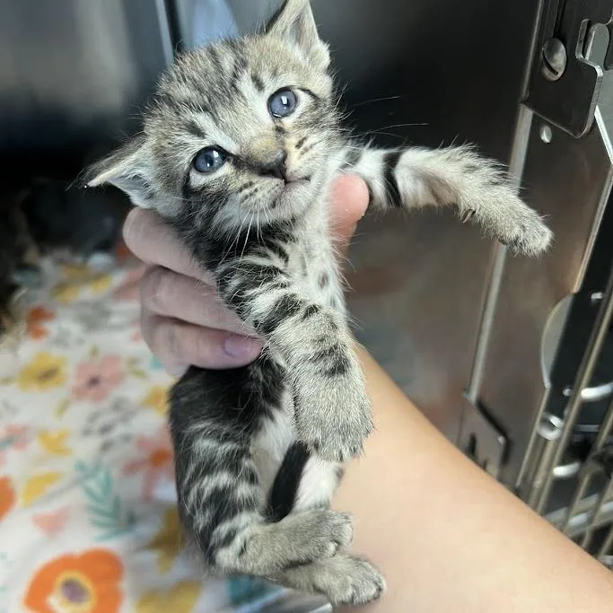A baby small-sized female Brown / Chocolate Domestic Short Hair cat named Dopey for adoption in Redwood City, CA