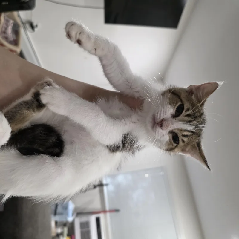 A baby medium-sized female Tabby (Brown / Chocolate) Domestic Short Hair cat named Cherish for adoption in Moriches, NY