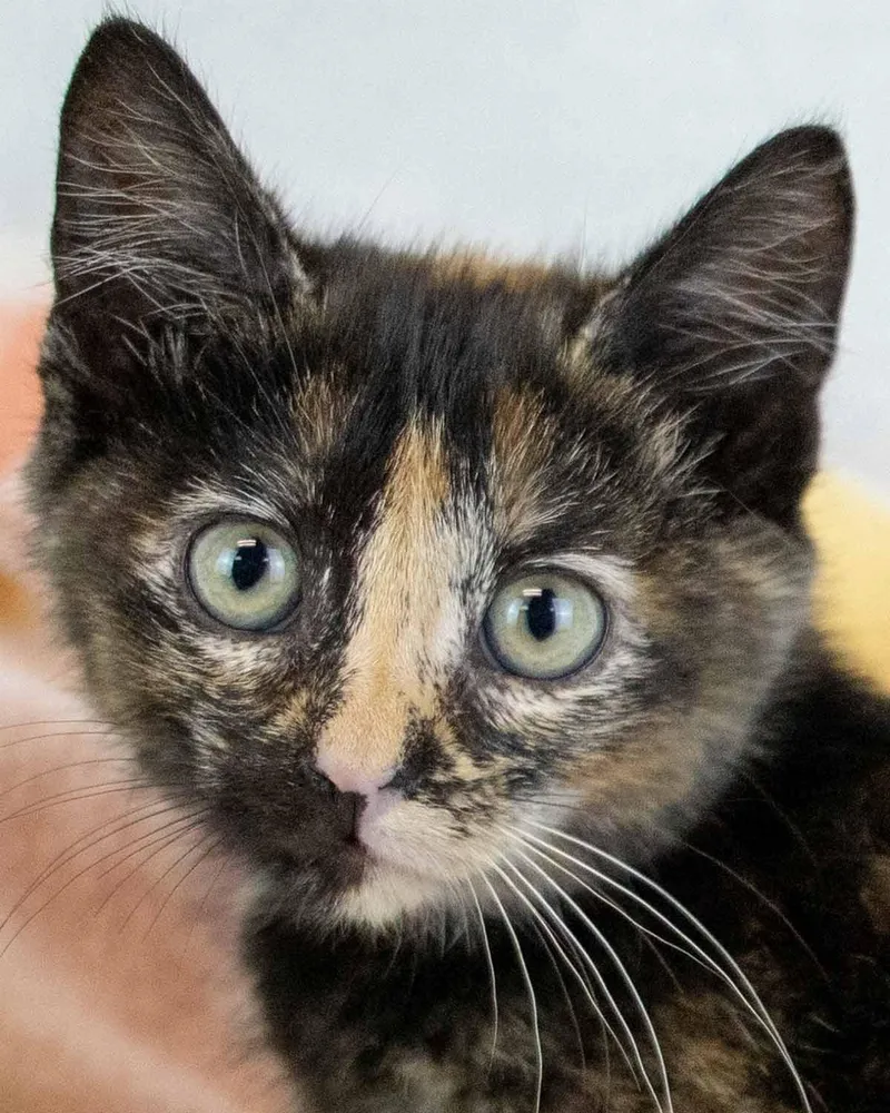 A baby medium-sized female Domestic Short Hair cat named Strudel for adoption in Kennesaw, GA