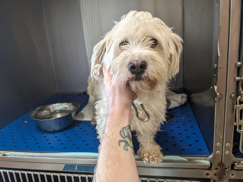 An adult small-sized female Lhasa Apso dog named Stefanie for adoption in Portland, ME