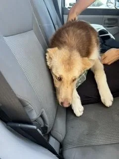 A baby small-sized male Siberian Husky dog named Clark for adoption in Stockton, CA
