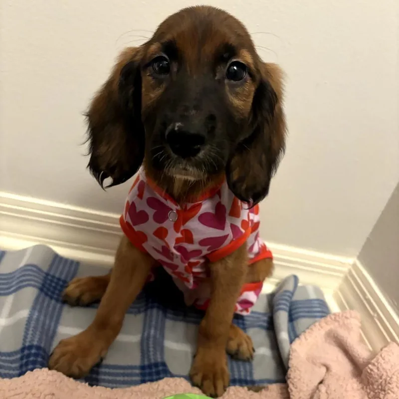 A baby small-sized male Black Mixed Breed dog named Vortex for adoption in Juno Beach, FL