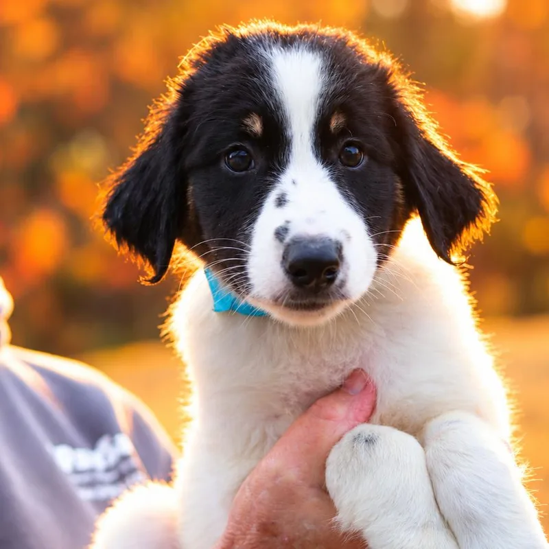 A baby small-sized male White / Cream Australian Shepherd dog named CT Mask avail Oct for adoption in Eastford, CT