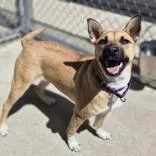 A young medium-sized female Terrier dog named Navidad for adoption in Woodstock, IL