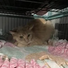 An adult medium-sized male Orange / Red Domestic Short Hair cat named Dreamsicle for adoption in St. Louis, MO