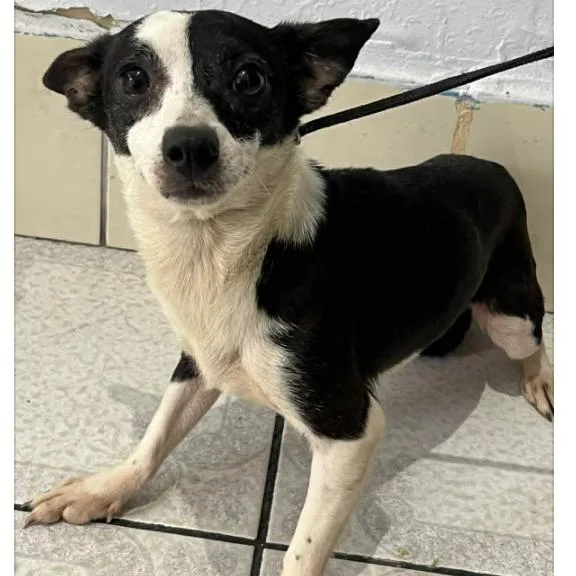 An adult small-sized female Black Mixed Breed dog named Toba for adoption in Bend, OR