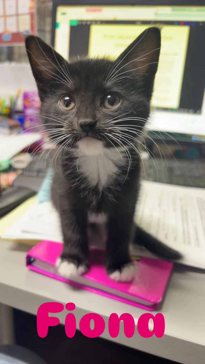A baby medium-sized female Black & White / Tuxedo Domestic Short Hair cat named Fiona for adoption in Orleans, VT