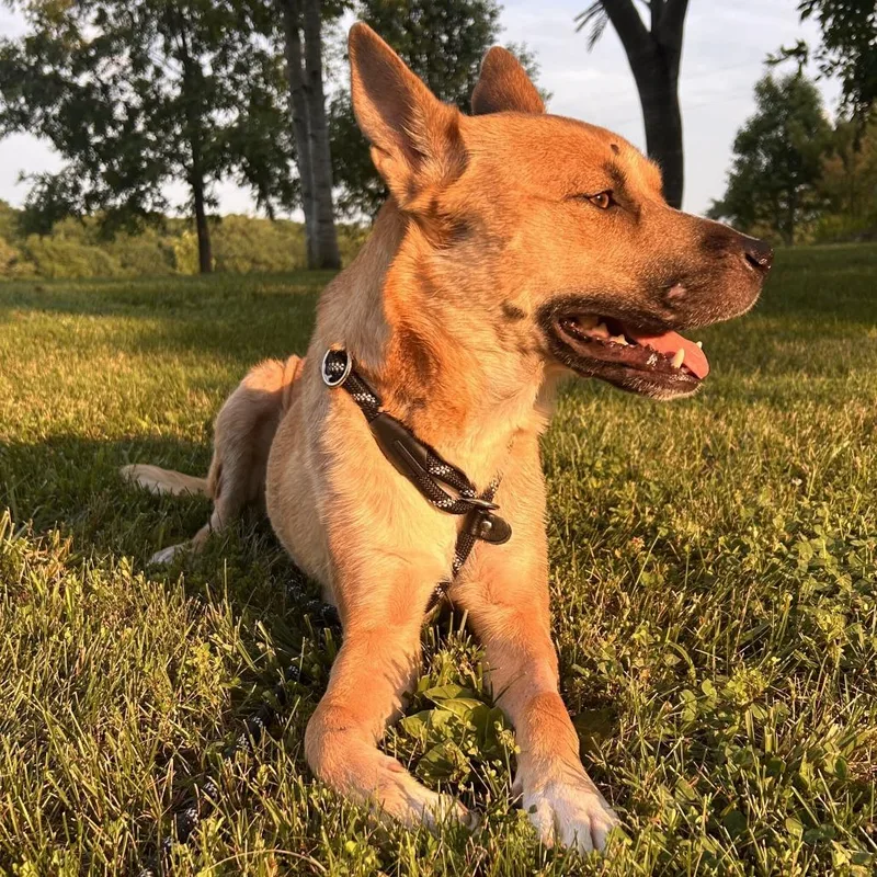 An adult medium-sized female Yellow / Tan / Blond / Fawn Mixed Breed dog named Maeve FC for adoption in Union, MO