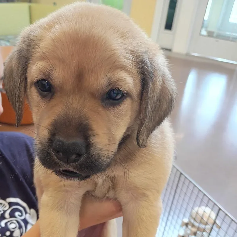 A baby small-sized male Yellow / Tan / Blond / Fawn Mixed Breed dog named Langdon for adoption in Lynchburg, VA