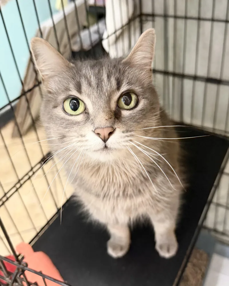 An adult medium-sized female Gray / Blue / Silver Domestic Medium Hair cat named Tinker for adoption in Hudson, NY