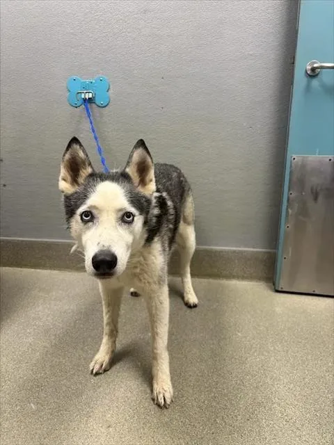 An adult large-sized male Siberian Husky dog named Valto for adoption in Las Vegas, NV