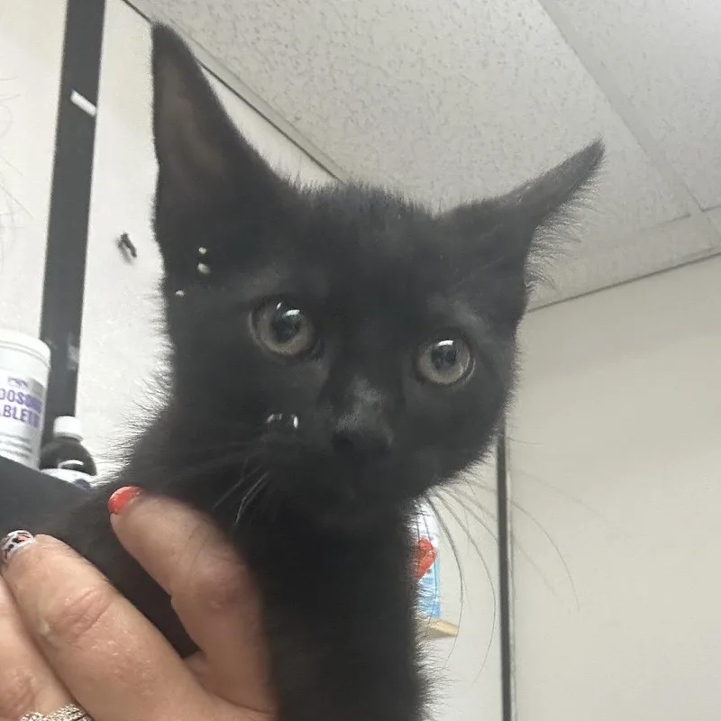 A baby small-sized female Black Domestic Short Hair cat named Buffy for adoption in Lake Jackson, TX