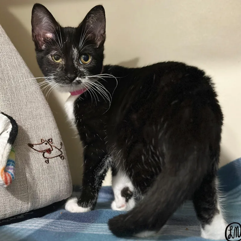 A baby medium-sized female Black & White / Tuxedo Domestic Short Hair cat named Dolly for adoption in Victor, NY