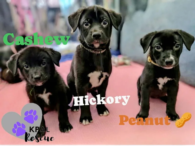 A baby large-sized male Tricolor (Brown, Black, & White) Mixed Breed dog named Hickory Nuts Litter for adoption in Kenai, AK