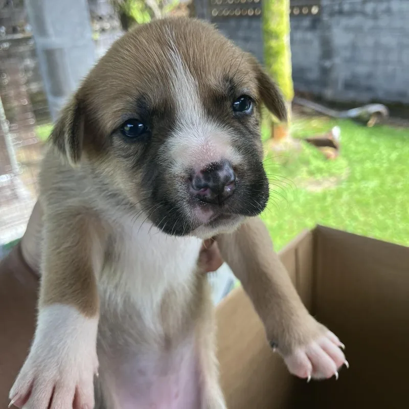 A baby small-sized female Mixed Breed dog named Coconut for adoption in Volcano, HI