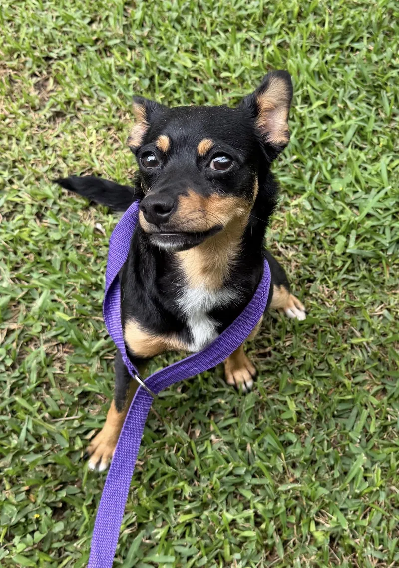 A young small-sized female Miniature Pinscher dog named Chacha for adoption in Louise, TX