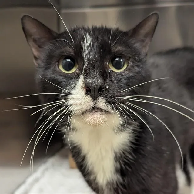 An adult medium-sized male Domestic Short Hair cat named Aladdin for adoption in Olivette, MO