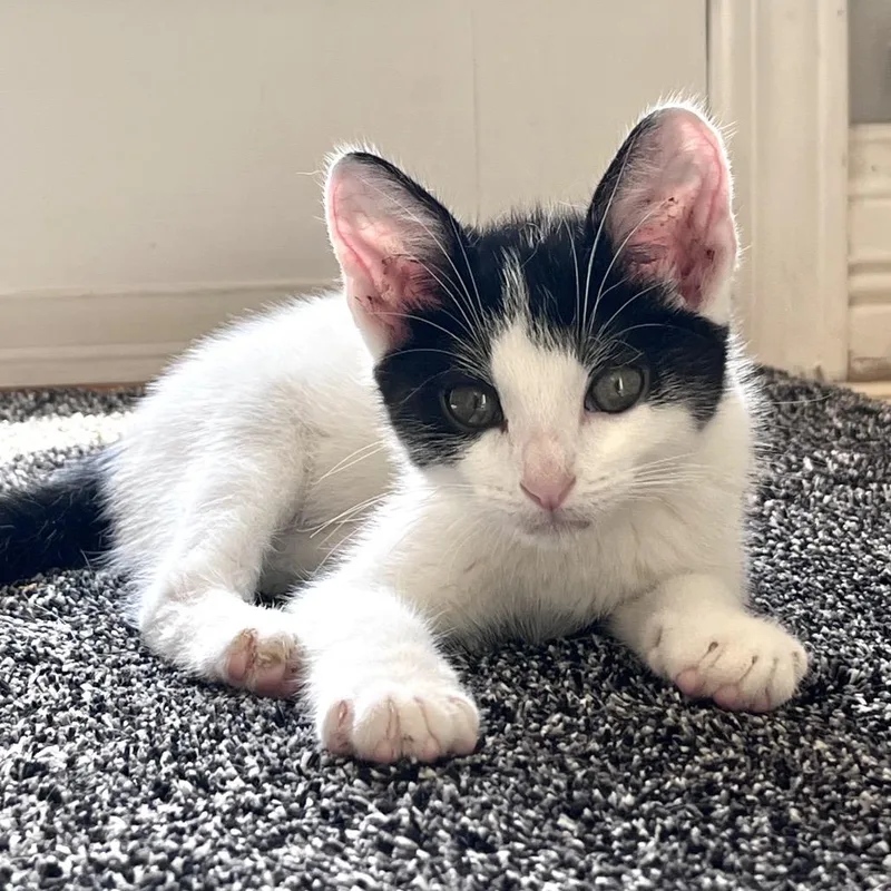 A baby small-sized male Black Domestic Short Hair cat named Panda for adoption in La Grange, KY