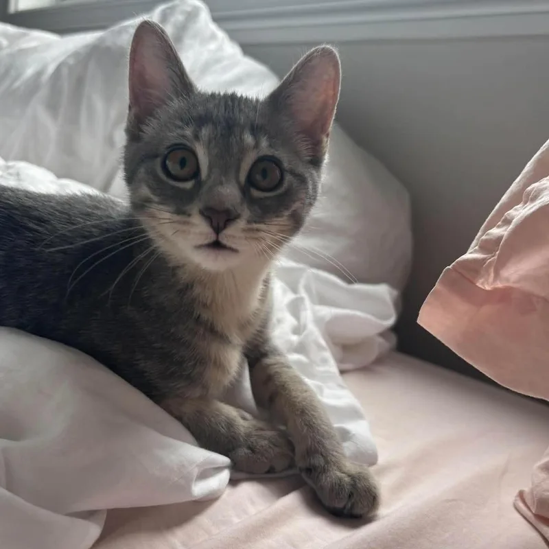 A baby small-sized female Gray & White Domestic Short Hair cat named Sugar for adoption in Chicago, IL