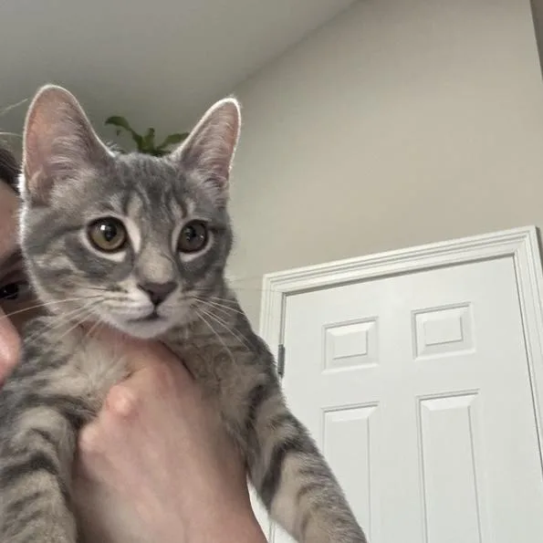 Sugar thumbnail 4